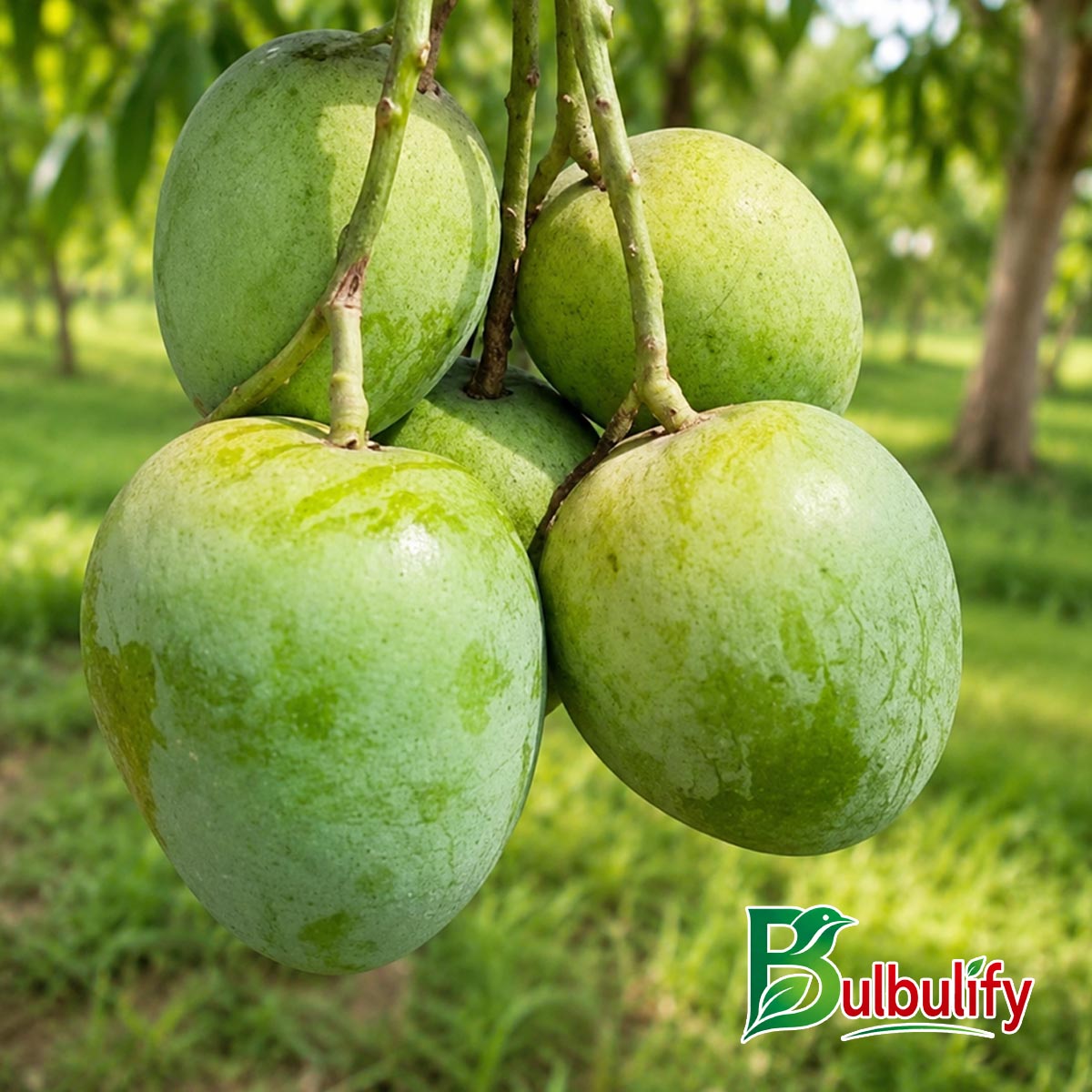 গোপালভোগ আম ( ১০ কেজি কার্টুন)